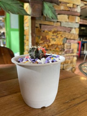 Küçük bir kaktüs tenceresi ahşap bir masanın üzerine konur..