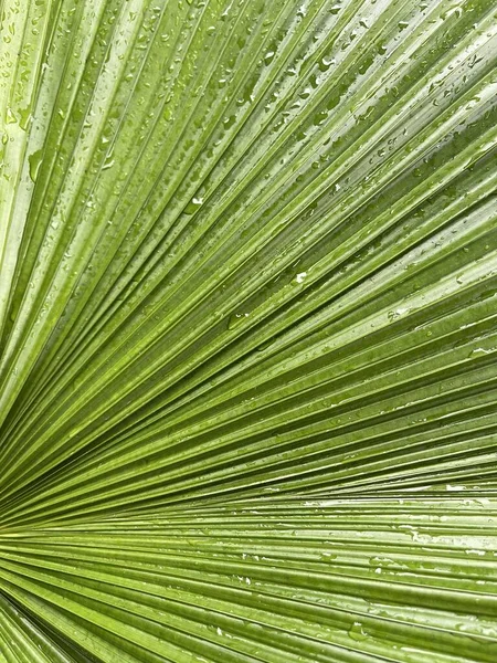 Vert Feuille Palmier Fond — Photo