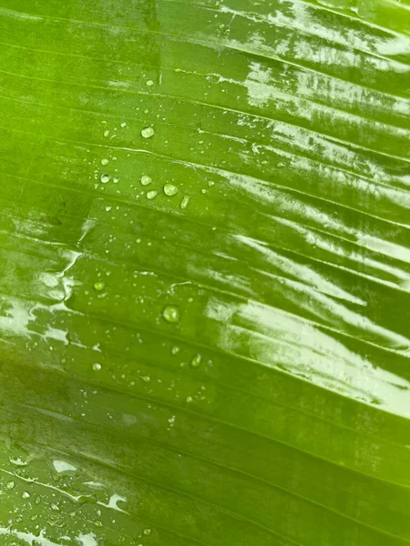 Közeli Zöld Banánlevél Háttér — Stock Fotó