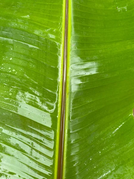 Zbliżenie Zielony Liść Banana Tło — Zdjęcie stockowe