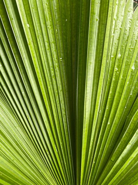 緑のヤシの葉の背景を水滴で閉じて — ストック写真