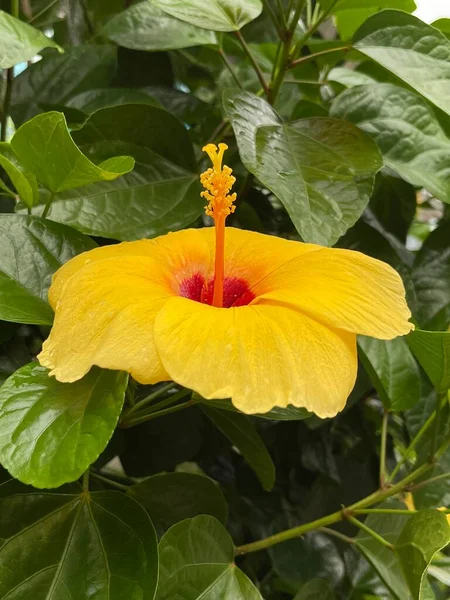 Hibiscus Jaune Fleurit Dans Jardin — Photo