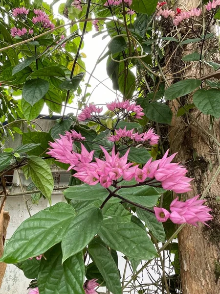 Gros Plan Sur Floraison Vigne Rose Cœur Base Des Pétales — Photo