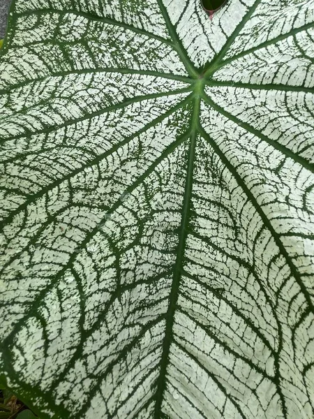 葉が明るい緑を背景に白であるカラジウムの葉の背景 — ストック写真