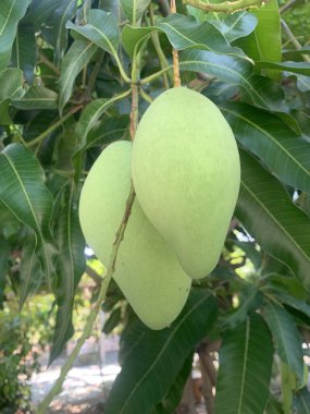 Close-up green mango on mango tree, Thailand