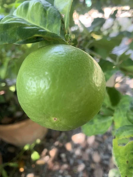 Close Lemons Tree — Fotografia de Stock