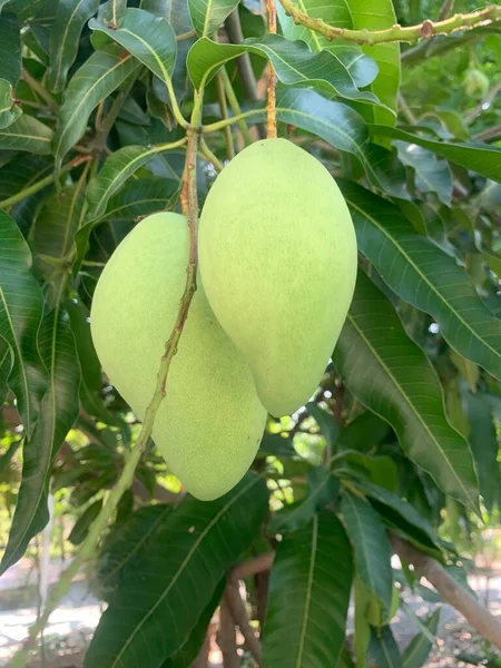 Close-up green mango on mango tree,