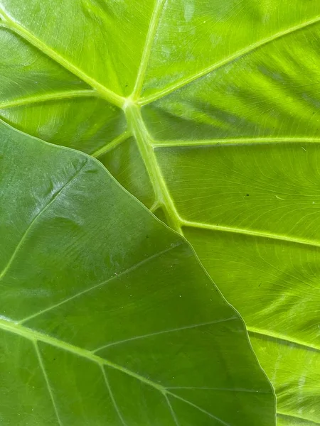 Tropical Leaves Green Background Leaves Leaves Stacked Top Each Other — Zdjęcie stockowe