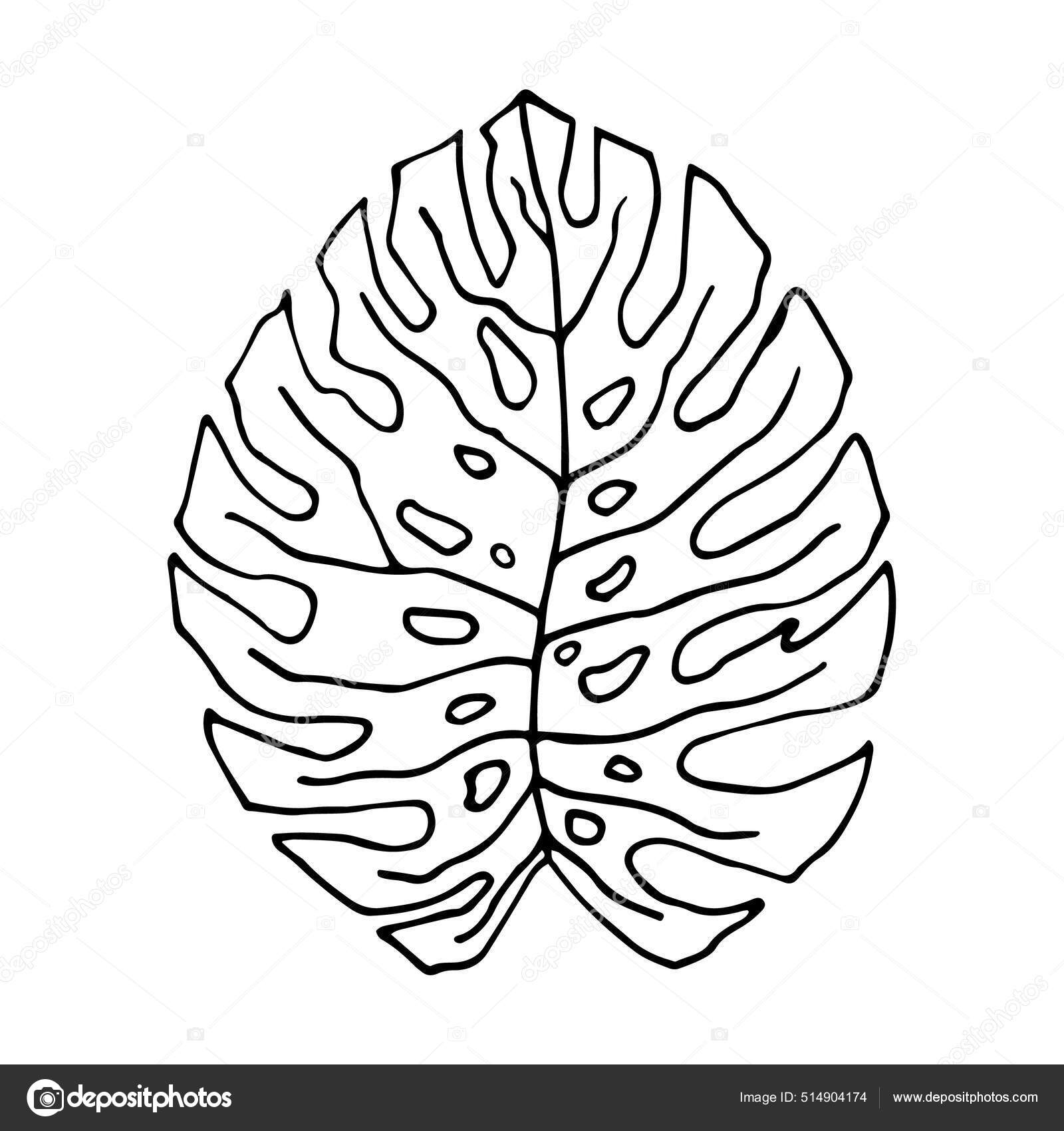 Monstera Leaf Doodle Style Tropical Leaf Sheet Holes Home Plant Stock Vector by ©tsandra 514904174