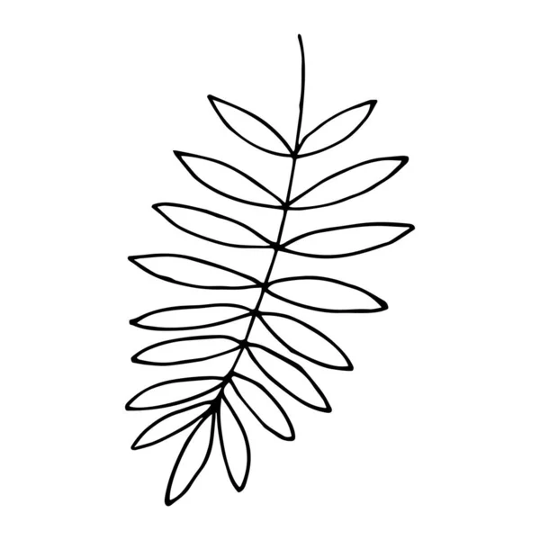 Fern Leaf Doodle Style Hand Drawn Palm Branch Other Tropical — Stock Vector