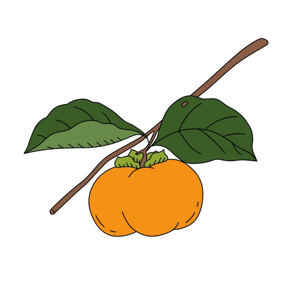 Ilustración Vectorial Caqui Una Rama Fruta Fresca Estilo Dibujos Animados — Archivo Imágenes Vectoriales