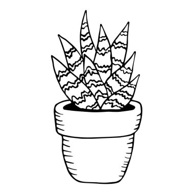 Karalama tarzında kaplan aloe. Boyama kitabı için karikatür keklik göğüslü aloe. Vektör illüstrasyonu beyaz arkaplanda izole edildi