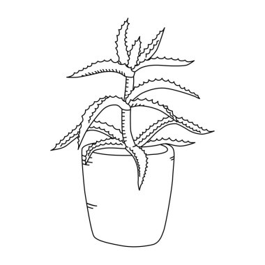 Karalama tarzında Aloe ağaç kesimleri. Boyama kitabı için şirin çizgi film Krantz aloe 'si. Vektör illüstrasyonu beyaz arkaplanda izole edildi