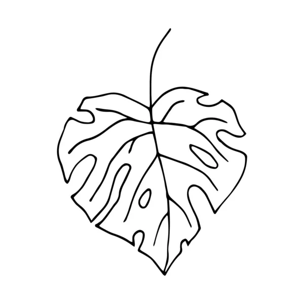 Delikli tropikal yaprak. Beyaz arkaplanda karalama tarzında vektör illüstrasyonu izole edildi. Web tasarımı için el yapımı canavar yaprağı.