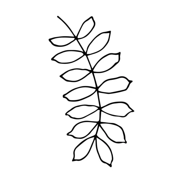 Karalama tarzında eğrelti otu yaprağı. Vektör illüstrasyonu beyaz arkaplanda izole edildi