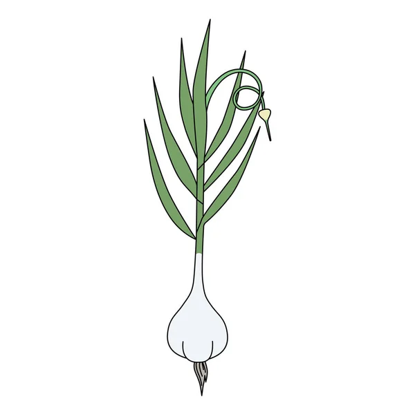 Cartoon Garlic Stem Leaf Cloves Vector Illustration Isolated White Background —  Vetores de Stock