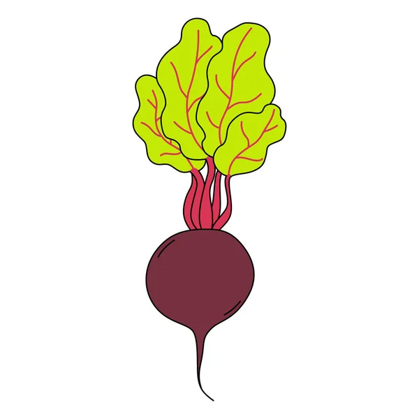 Cartoon Beetroot Beet Greens Symbol Property Nutrition Vector Illustration Vegetable — Stockvector