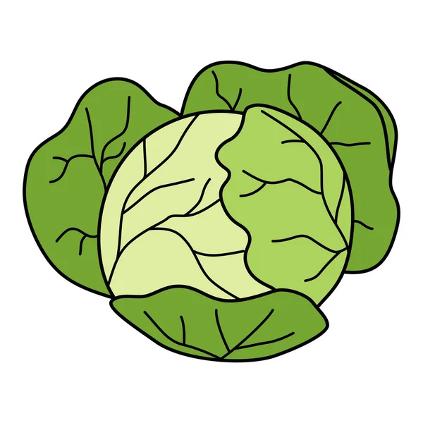 Tecknad Kålhuvud Färgglada Grönsaker Vektor Illustration Isolerad Vit Bakgrund — Stock vektor