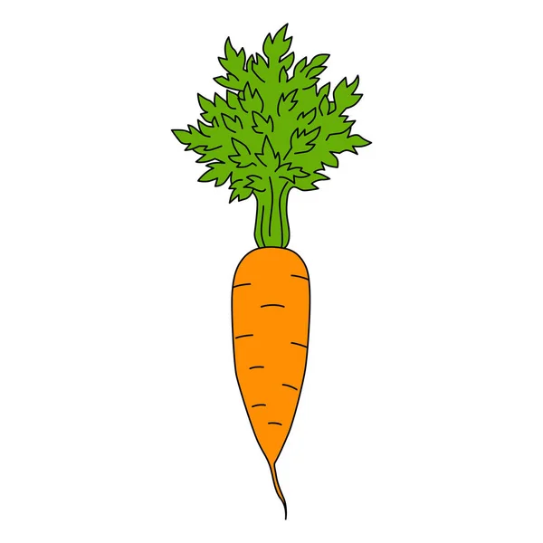 Karikatura Mrkev Izolované Bílém Pozadí Barevná Vektorová Ilustrace Syrové Zeleniny — Stockový vektor
