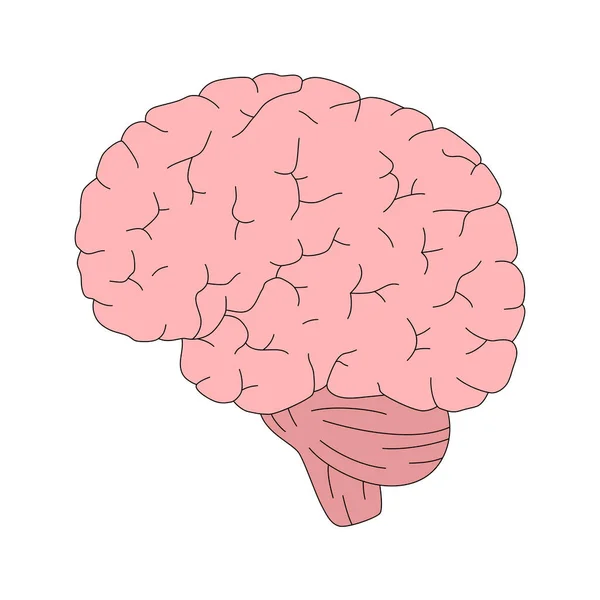 Ilustración Vectorial Aislada Del Cerebro Estilo Dibujos Animados Anatomía Humana — Vector de stock