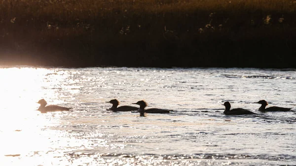 Natural Scene Silhouetted Floating Ducks River Surface Golden Sunlight Sunset — Stock Photo, Image