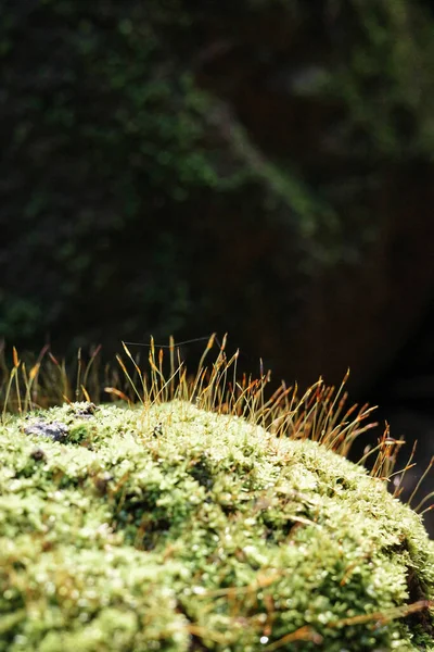 Particolare Attenzione Sul Piccolo Albero Che Cresce Dalla Copertura Rocciosa — Foto Stock