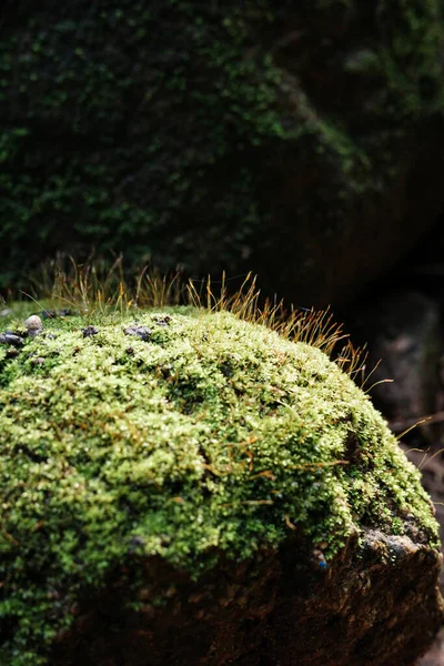 Gros Plan Sur Les Petits Arbres Poussant Partir Couverture Rocheuse — Photo