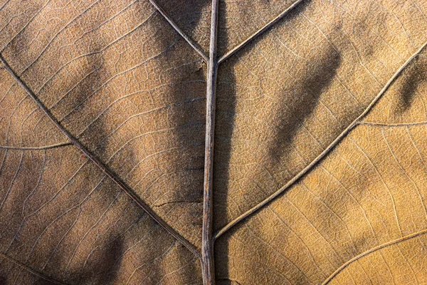 Bliskie Skupienie Teksturze Brązowego Suchego Liścia Naturalnym Światłem Dotykającym Żyły — Zdjęcie stockowe