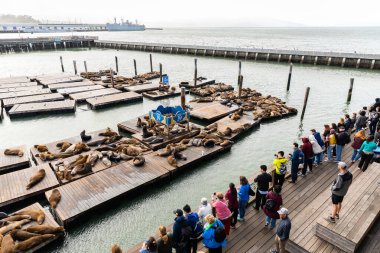 San Francisco, Kaliforniya, ABD - 28 Eylül 2019: Ünlü ahşap teras turistleri deniz yüzeyinde yüzen salda deniz aslanlarını seyretmek için 39..