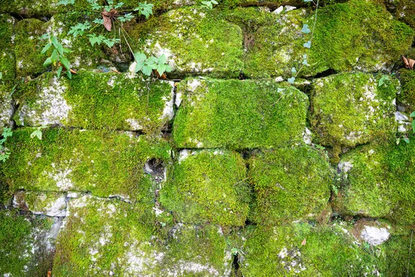 Arkaplan Duvarı Açık Havada Yeşil Yosunlarla Kaplanmış Katmanlı Kayalardan Oluşuyor — Stok fotoğraf