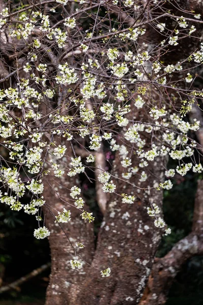 Жовта Дика Гімалайська Вишня Цвіте Гілці Розмитим Тлом Темного Лісу — стокове фото
