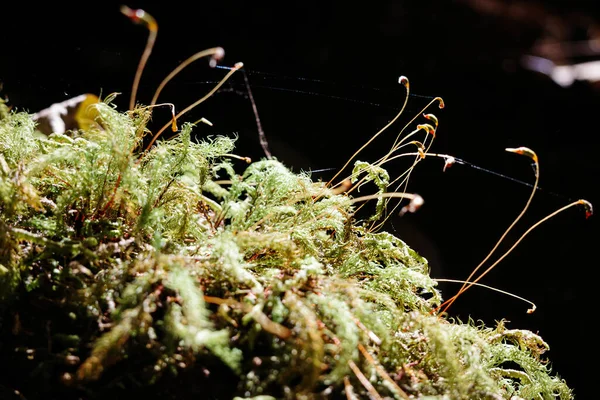 Focus Selettivo Soffici Peli Piccolo Albero Che Crescono Dalla Copertura — Foto Stock