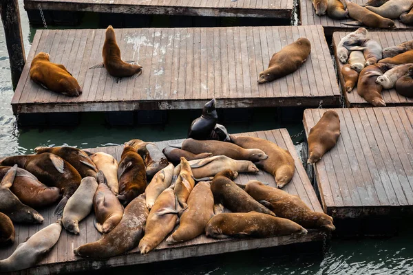 Group of brown sea lions laying on wooden raft for sunbathing at pier 39, famous place in San Francisco, California, USA.