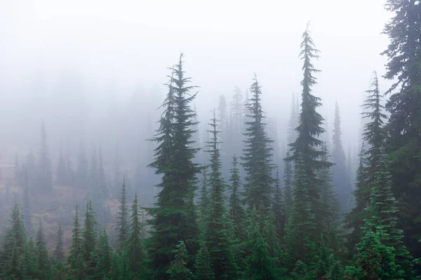 Misty Natural Scene Pine Woodland Covered Niebla Niebla Raining Winter —  Fotos de Stock