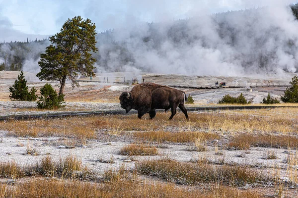 Bison Eating Grass Area Old Faithful Famous Geyser Yellowstone National — Stock Photo, Image