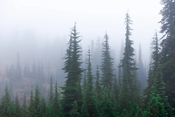 Mlhavá Přírodní Scenérie Borového Lesa Pokrytá Mlhou Mlhou Dešti Během Royalty Free Stock Obrázky