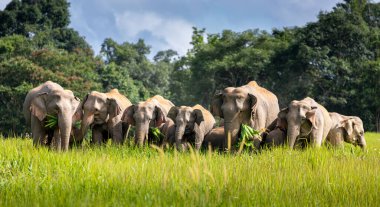 Vahşi fil ailesi güneşli bir günde, Tayland 'da, tropikal yağmur ormanlarının yeşil çim tarlasında küçük ağaçlar ve çalılar yiyor. Fil ebeveynler sürüde kalabilmek için bebeği koruyor..