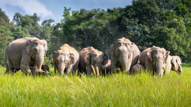 Vahşi fil ailesi güneşli bir günde, Tayland 'da, tropikal yağmur ormanlarının yeşil çim tarlasında küçük ağaçlar ve çalılar yiyor. Fil ebeveynler sürüde kalabilmek için bebeği koruyor..