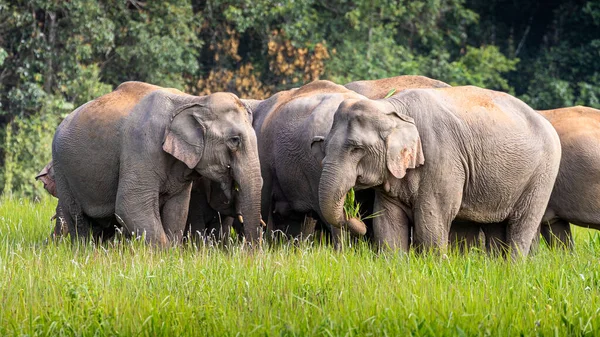 Άγριος Ελέφαντας Οικογένεια Τρώει Μικρά Δέντρα Και Θάμνους Στο Πράσινο — Φωτογραφία Αρχείου