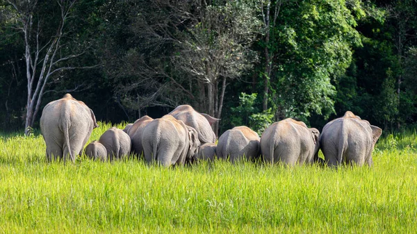 Εστιάζοντας Στην Πλάτη Και Τον Πυθμένα Της Οικογένειας Άγριων Ελεφάντων — Φωτογραφία Αρχείου
