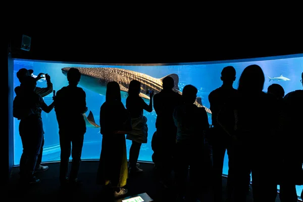 Osaka Japan November 2018 Travelers Dark Room Watch Photograph Whale — Stock Photo, Image