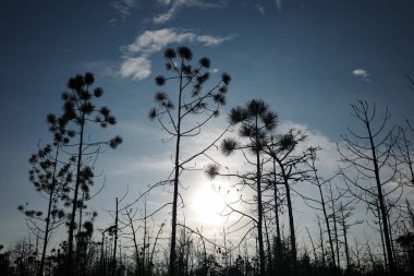 Yaz mevsiminde tropikal ormanın sıcak sahnesi yapraksız çam ağaçları güneşli mavi gökyüzüyle kuruyor..