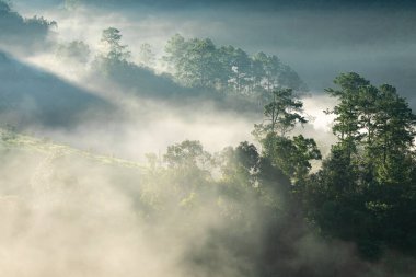 View of fog touching sunlight covered tree area inside tropical rainforest at sunrise.