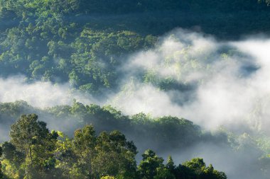 Aerial view of fog touching sunlight covered tree area inside tropical rainforest at sunrise.