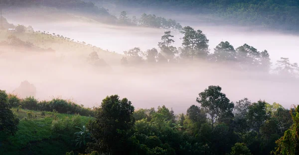 Panoramic View Fog Touching Sunlight Covered Tree Area Tropical Rainforest — Fotografia de Stock