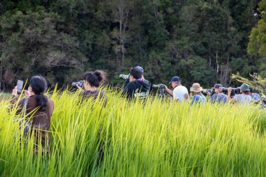 Khao yai, Thailand - June 28, 2022: On the back of tourists with cameras and mobile phone to take photos of wildlife in distant inside tall grass area of tropical rainforest.