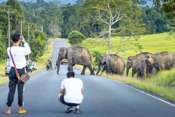 Khao Yai Ταϊλάνδη Ιούνιος 2022 Άγριοι Ελέφαντες Πόδια Από Πράσινο — Φωτογραφία Αρχείου