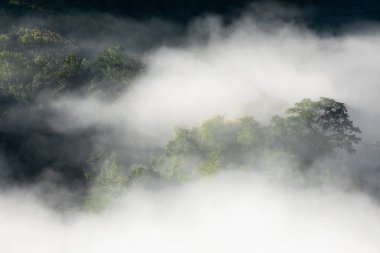 Aerial view of fog touching sunlight covered tree area inside tropical rainforest at sunrise.