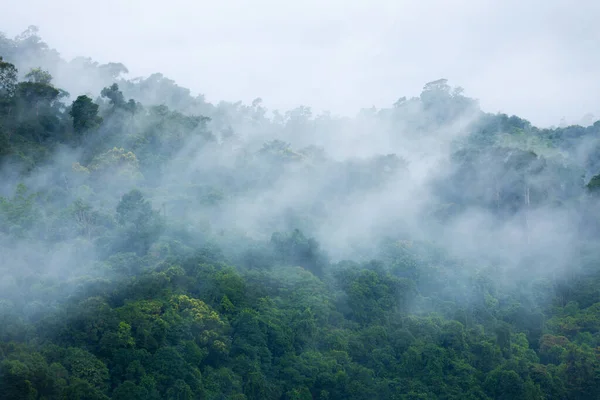 Aerial View Fog Touching Sunlight Covered Tree Area Tropical Rainforest — kuvapankkivalokuva