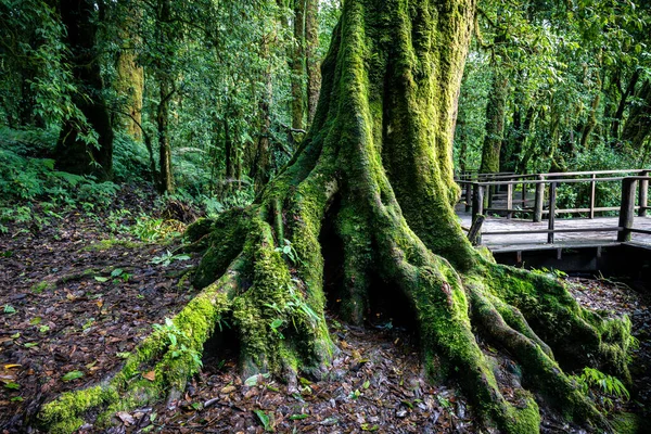 Trunk Roots Old Big Tree Covered Green Moss Tropical Rainforest — 图库照片